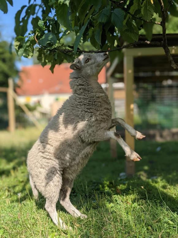 Helenes Ferienwohnung auf dem Bauernhof - Lausitzer Seenland Lauta Exterior foto