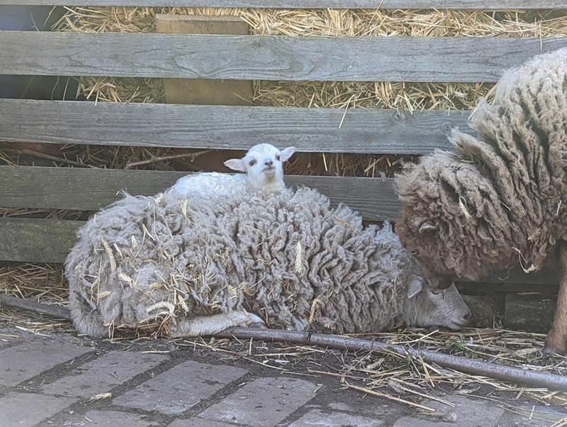 Helenes Ferienwohnung auf dem Bauernhof - Lausitzer Seenland Lauta Exterior foto
